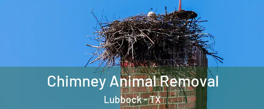  Chimney Animal Removal Lubbock - TX