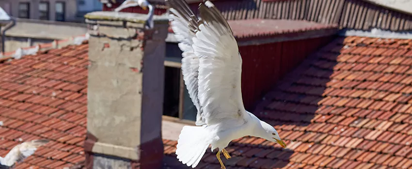 Residential Chimney Animal Removal Solution in Lubbock, TX